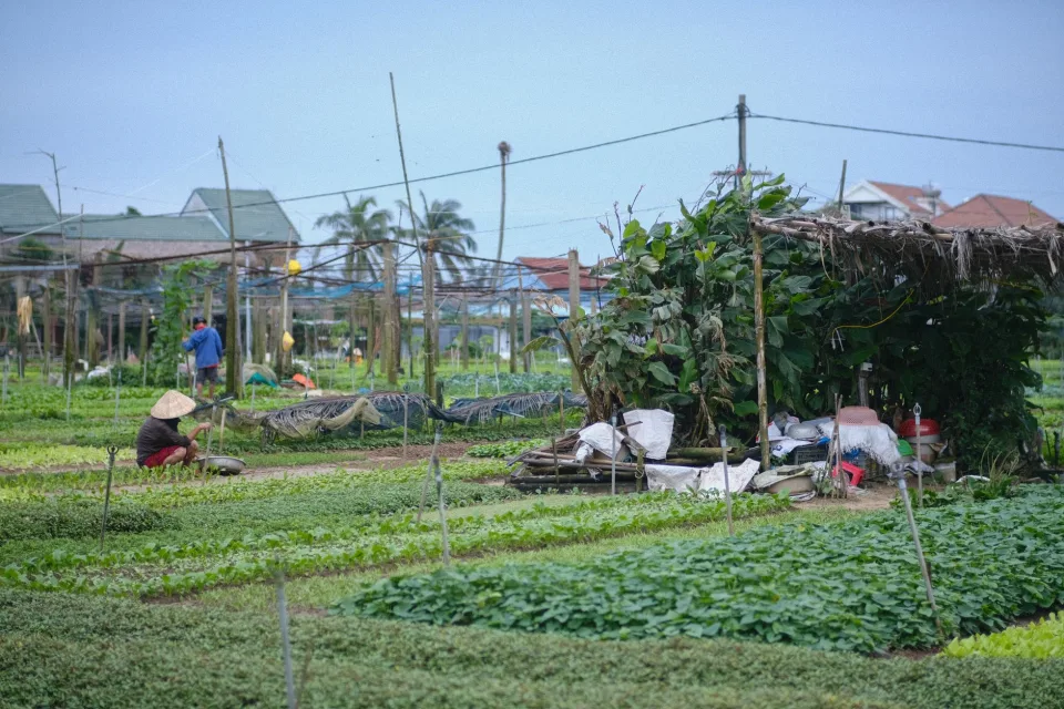 Quầy cây giống tươi