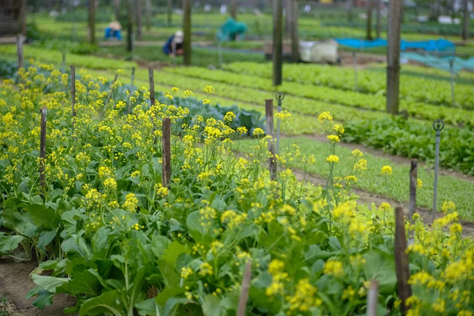 Loại bà con hay mua nhất